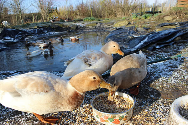 Picture of Call Ducks feeding on grain and hen food mixture with the pond in the background.