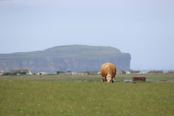 Rural view of Dunnet Head