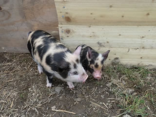 Pictures of our two pet pigs