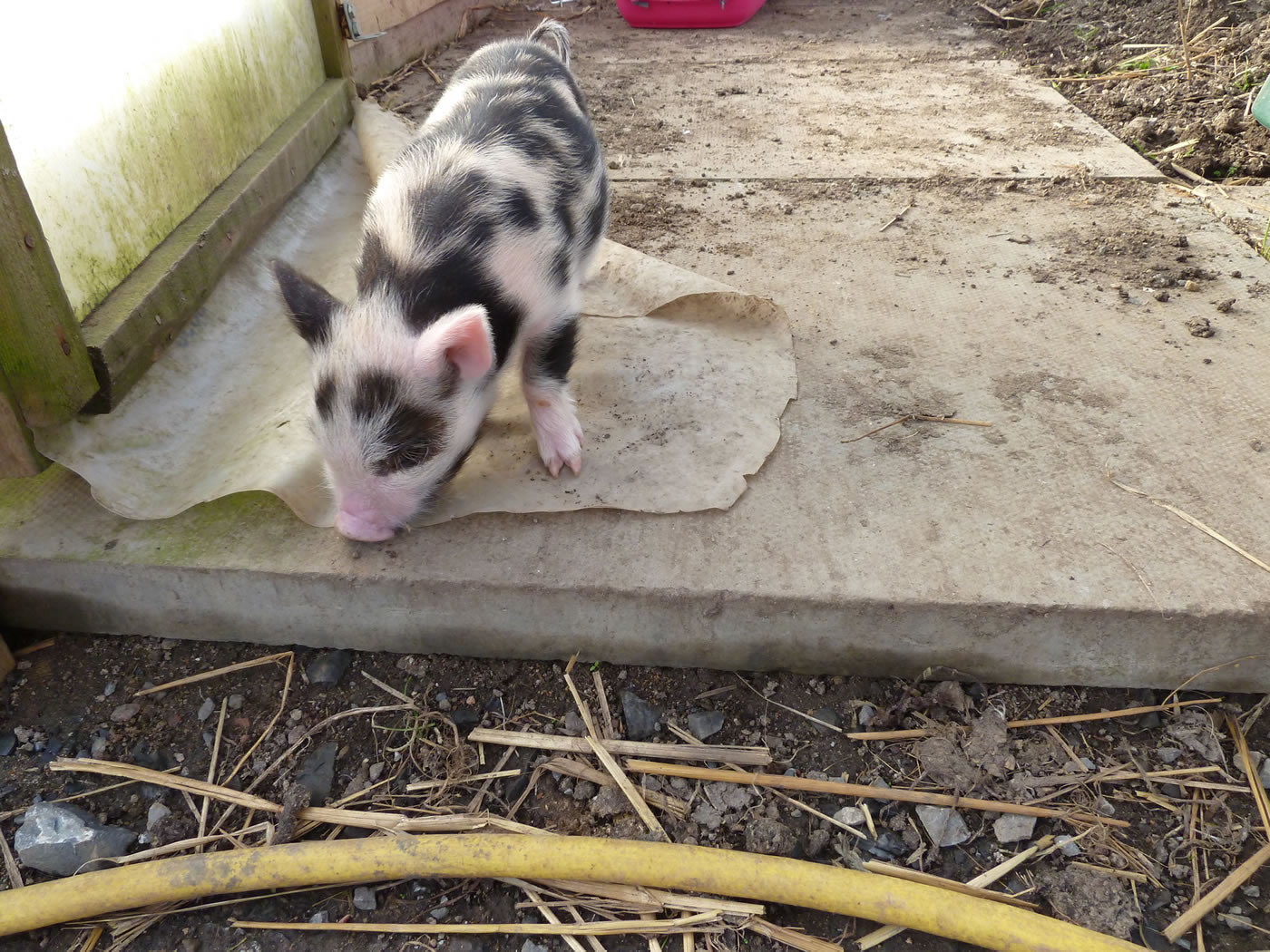 Picture of 15 day old Pet Kunekune pig inside the polytunnel.