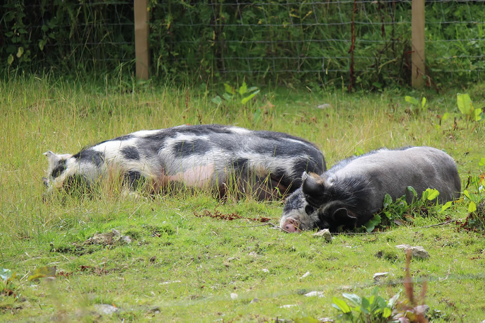 Picture of our two kunekune boy pigs, Geordie and Buddy sleeping and enjoying the Caithness sunshine