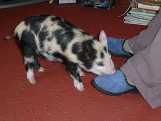 Picture of pet pig 5 weeksold in an outdoor run