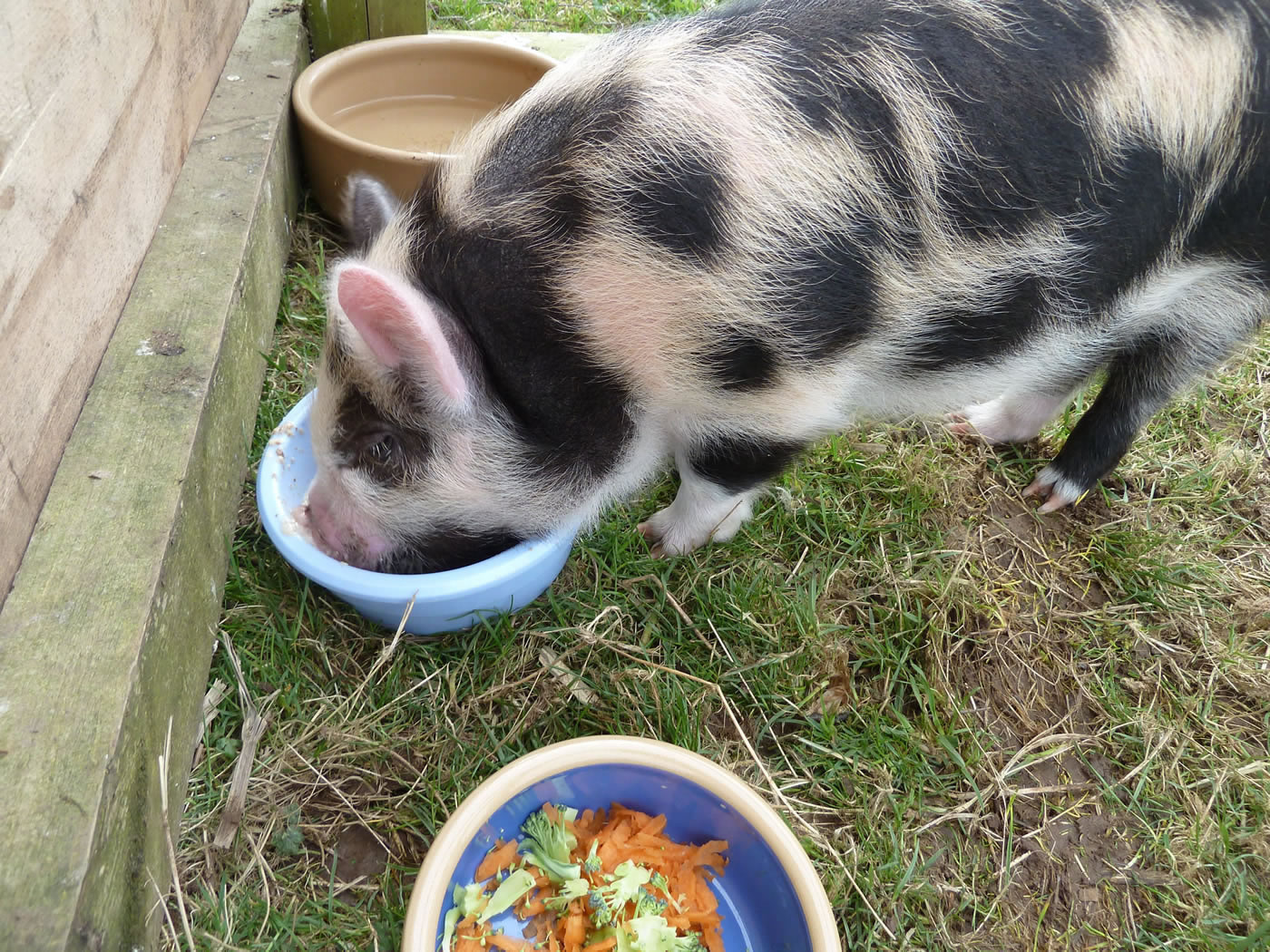 Picture of pet Kunekune pig eating his dinner outdoors.