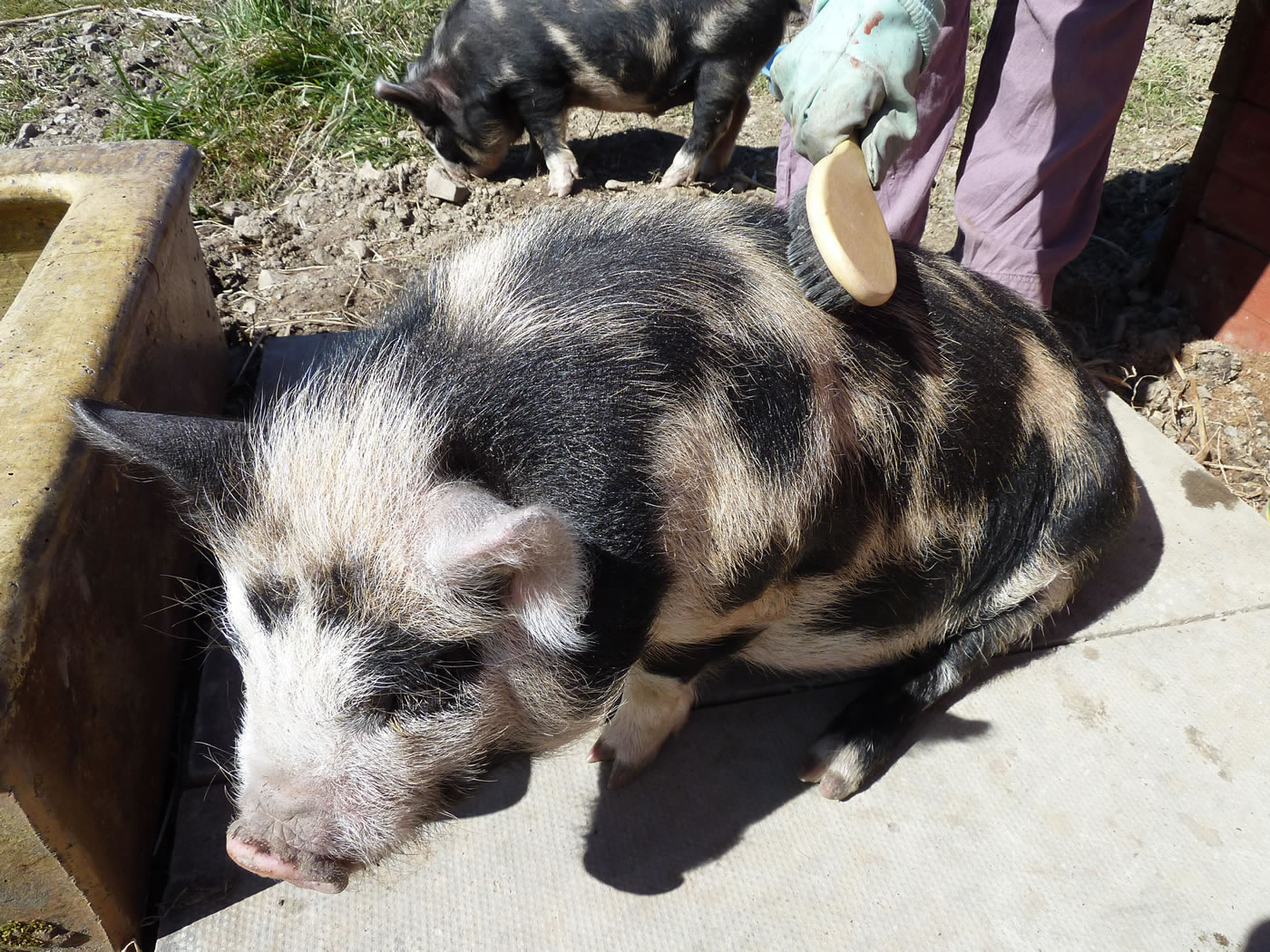 Our pet kunekune pig, getting brushed.