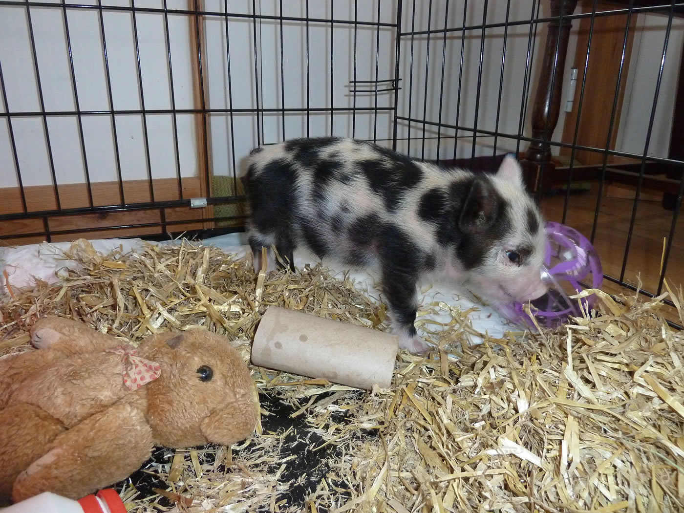 Picture of 11 day old Pet Kunekune pig.