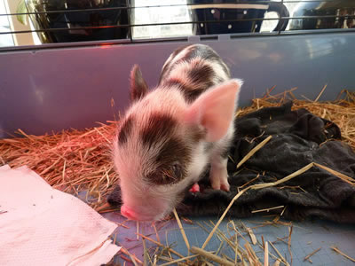 Cute 2 days old piglet