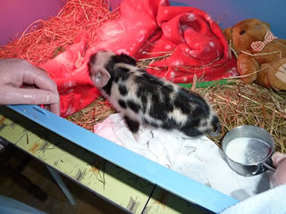 Pictures of Geordie as a 1-5 day old piglet