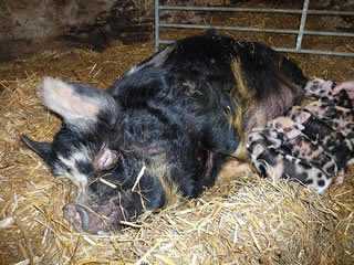 Pictures of newly born kunekune piglets with mum