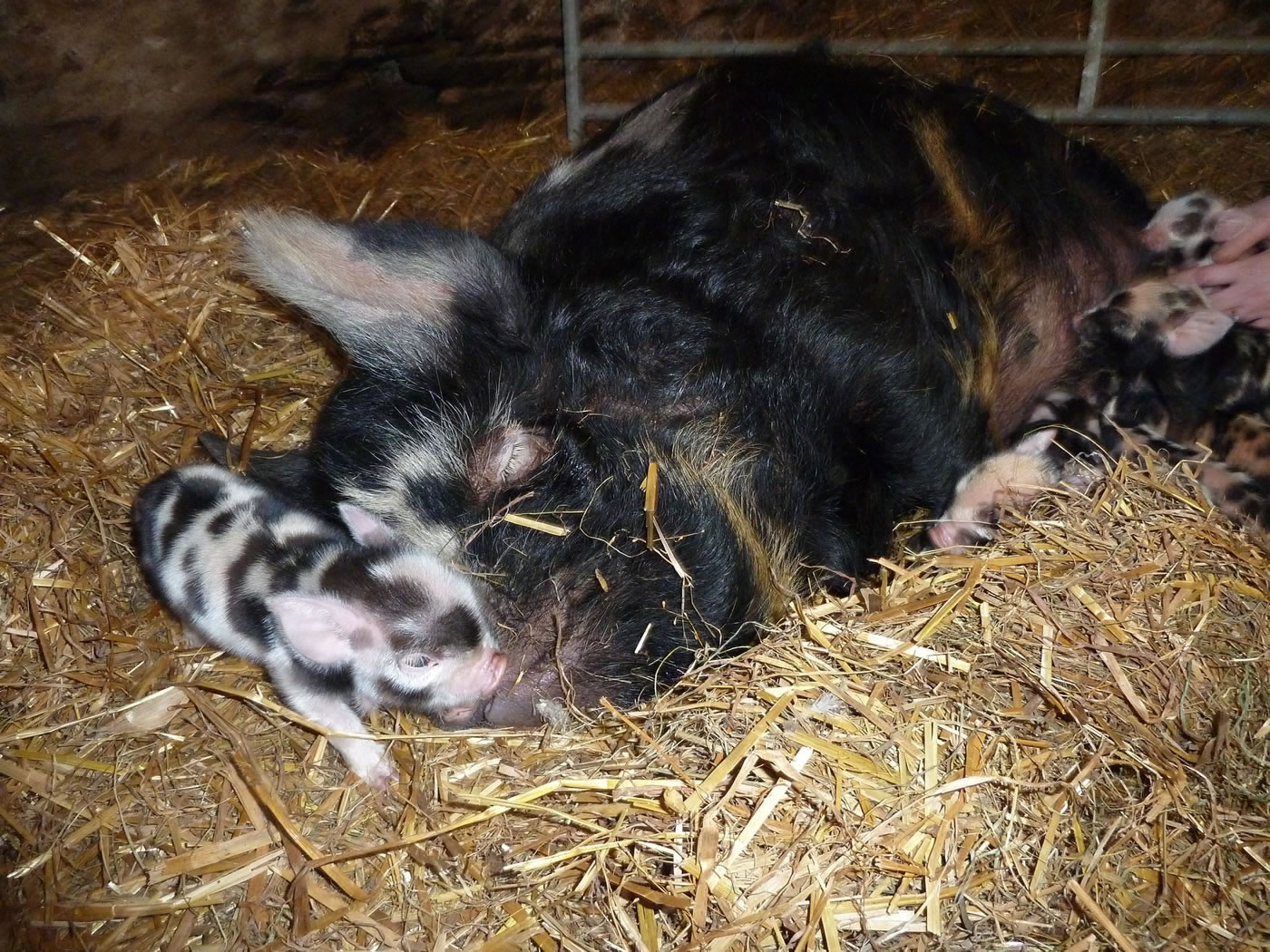 Picture 5 -  Kunekune piglets with their mum, Gretel