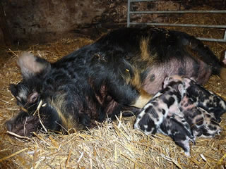 Kunekune piglets with mum - pictures of newly born piglets
