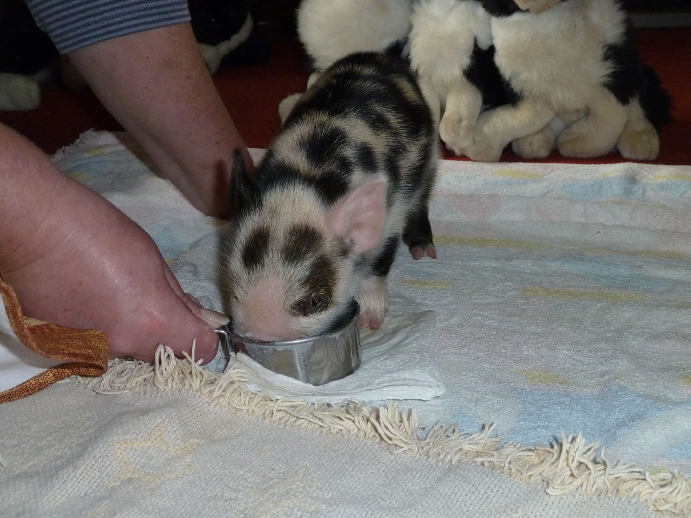 Picture of 6 day old Pet Kunekune piglet - he is still being hand fed