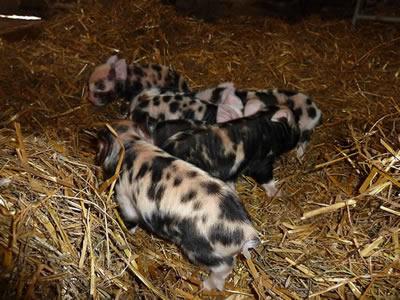 Piglets with mum pictures