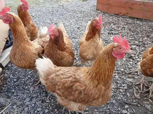 Picture of young hens exploring their outdoor run