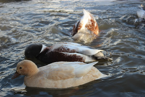 Picture of one of our beautiful Call Ducks on the duck pond.