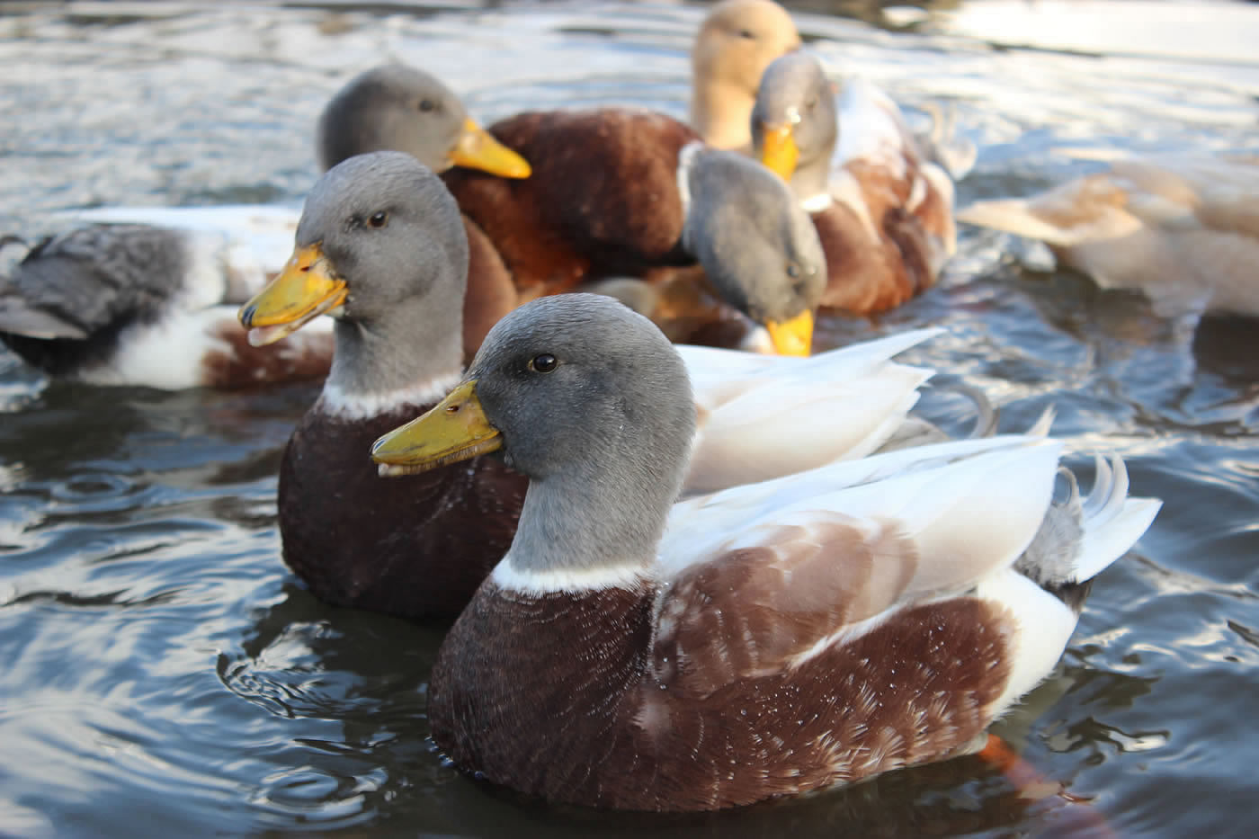 Picture of Call Ducks on our pond.