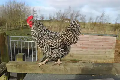 Picture of our Scots Grey hen next to our pig houses.