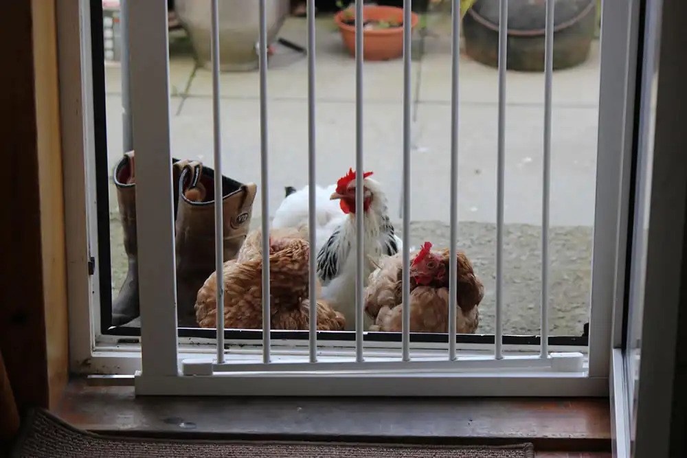 Our chickens at the door of the kitchen - wanting treats