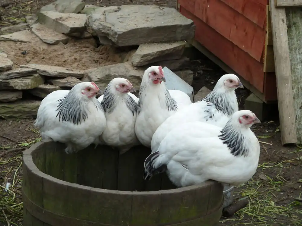Picture of Light Sussex chickens sitting on a planter we used as a dust bath.