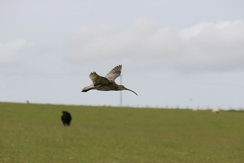 Bird flying over grassland field in the highlands of Scotland