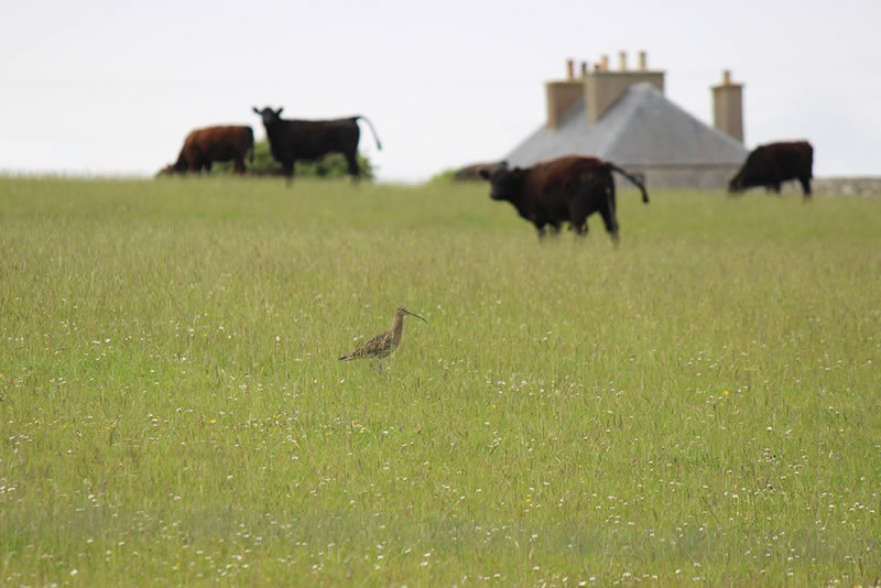 Picture of a bird feeding in a field in Caithness, wild flowers in the field enhance the feed for the cattle, they also attract insects and birds