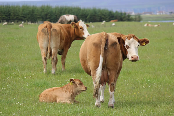 Crofting Life - Cattle in field in Caithness, Highlands of Scotland