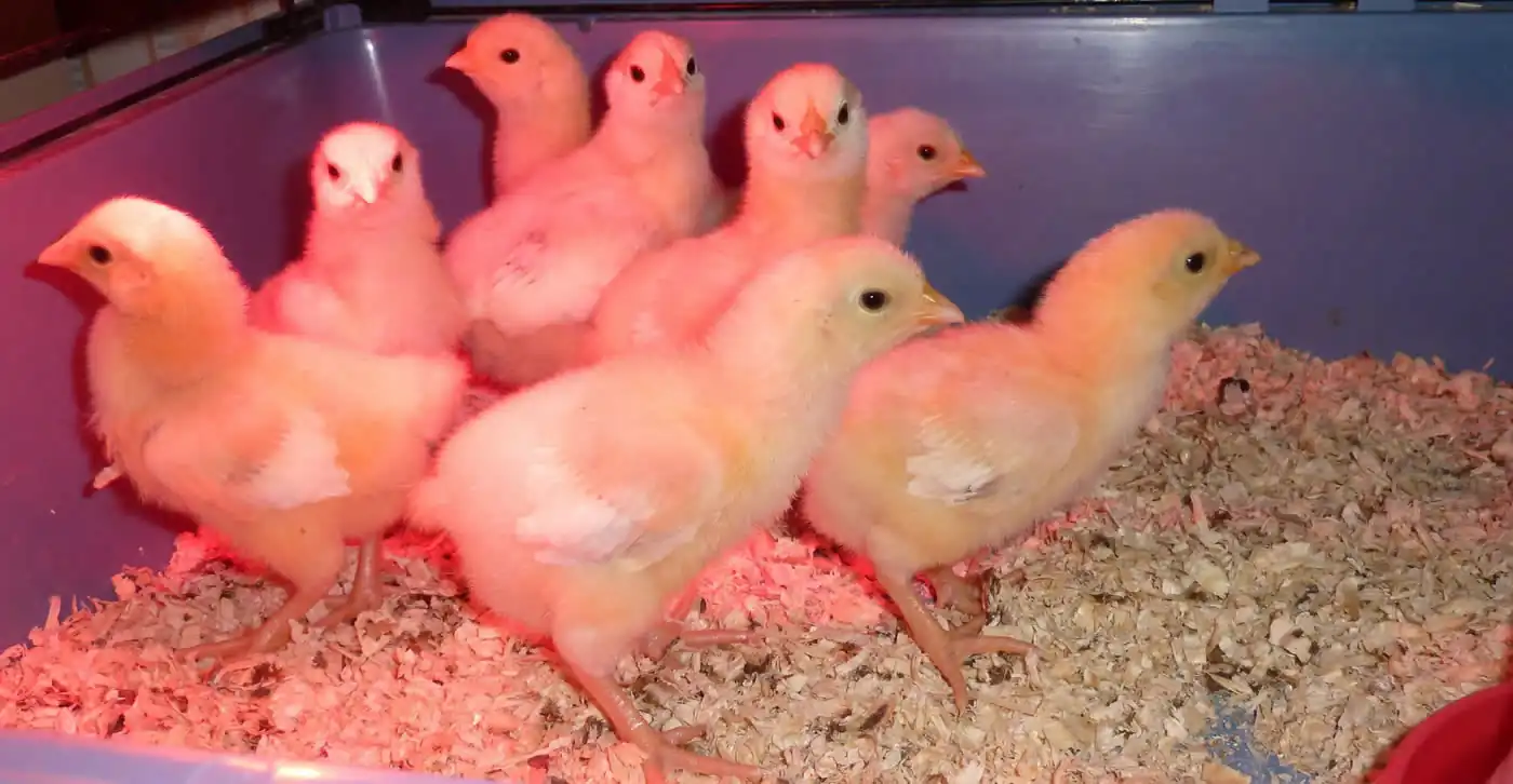 Picture of Light Sussex chicks only a few days old