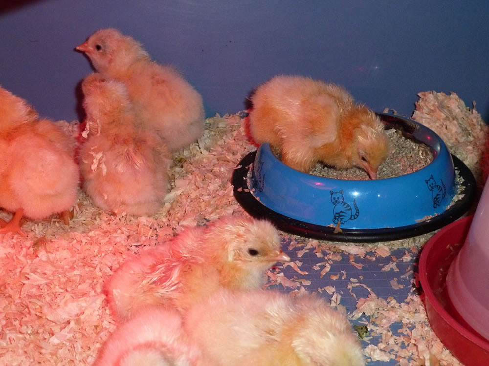 Picture of one day old Light Sussex chicks