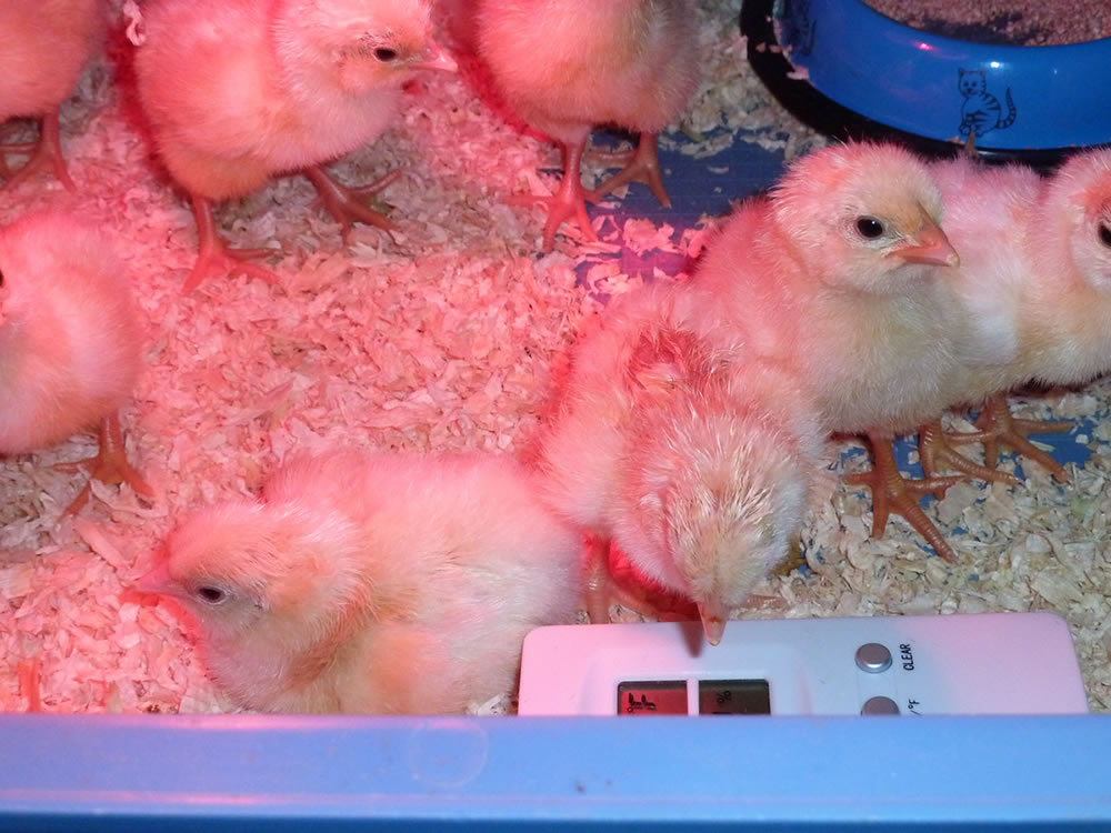 Picture of one day old chicks