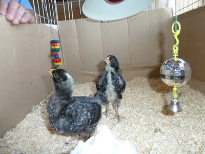 19 day old chickens.