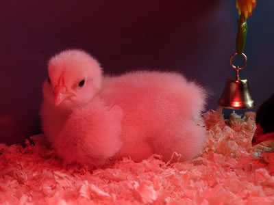 Picture of our 7 day Light Sussex chick under the heat lamp.