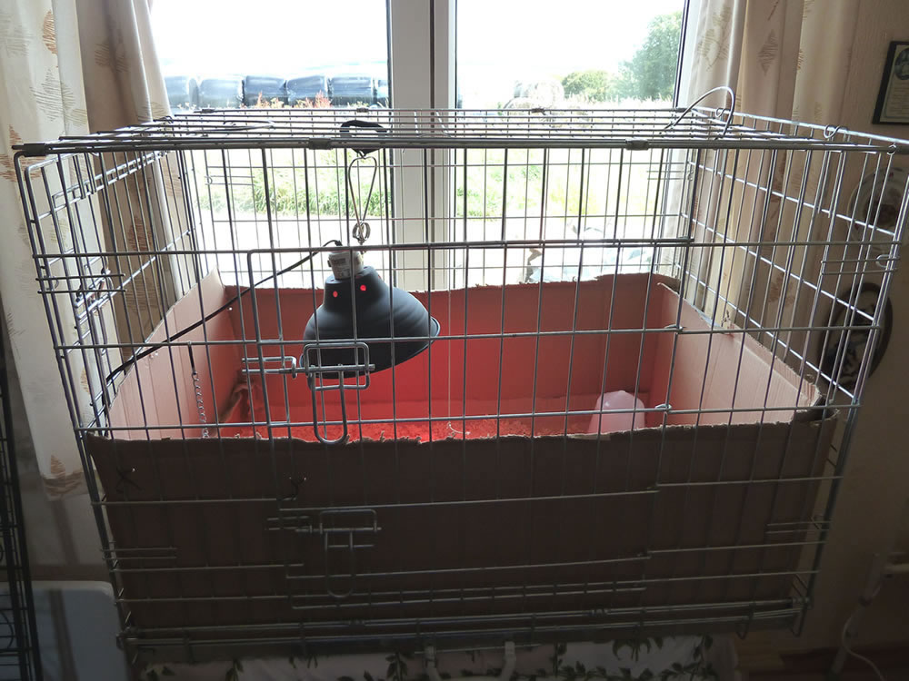 Picture of adapted dog crate used to keep 8 day and older hatched chicks in.