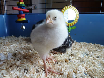 8 day old chicks.