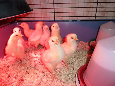 Picture of young chicks under a heat lamp.