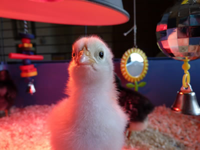 Picture of our 6 day old Light Sussex chick.
