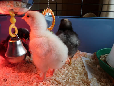 Picture of our 7 day old chicks.