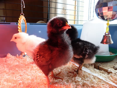 Picture of our 7 day old baby chicks.