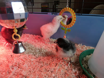 Picture of Light Sussex 5 day old chick checking up on her makeup.