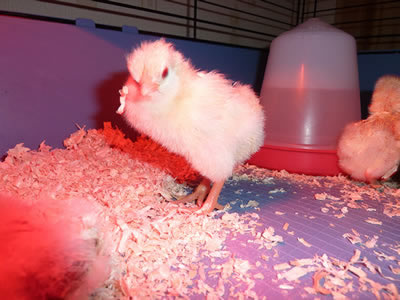 Picture of a Chick under a heat lamp.