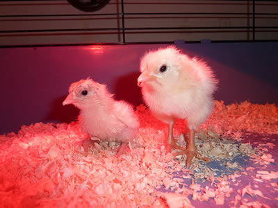 Chicks moved to small cage with heat lamp.