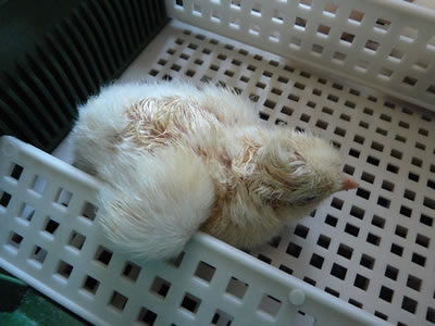Picture of newly hatched chick still in incubator