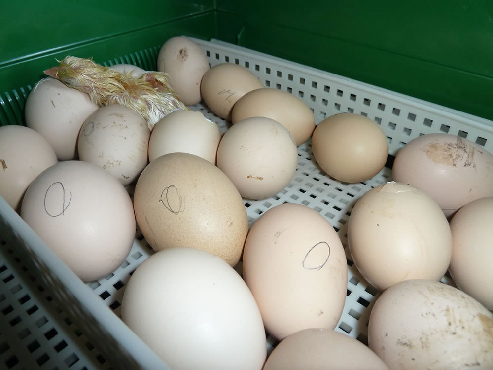 Eggs starting to show signs of chicks hatching out