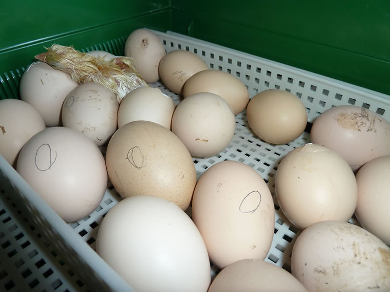 Hatching Chicken Eggs
