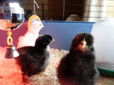 Picture of Scots Grey chicks.