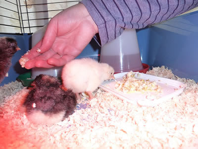 Picture of Hand feeding one of the Scots Grey chicks.