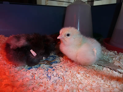 Picture of two chicks, one a Light Sussex the other is a Scots Grey.