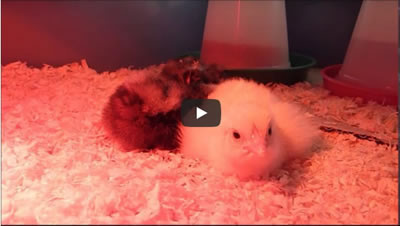 Video of one day old hatched chickens