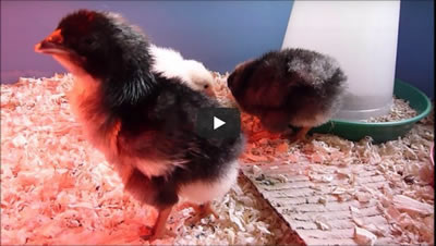 Video of 3 day old chickens