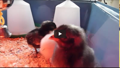 Video of 5 day old chickens