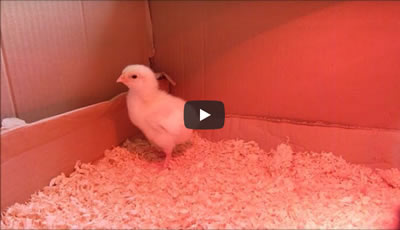 Video of 8 to 10 day old chickens