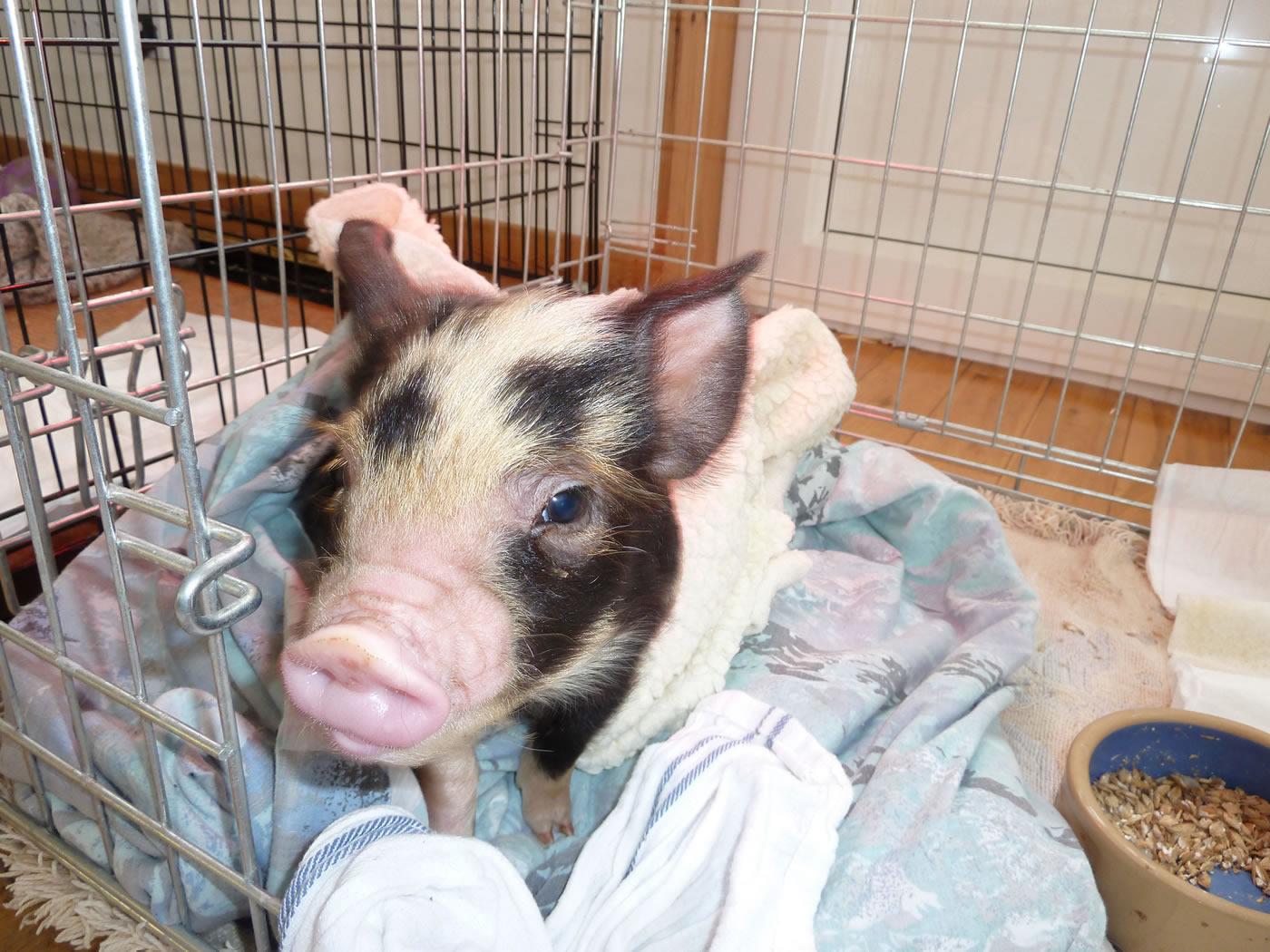 Picture of pet kunekune pigs Buddy waking up in the morning